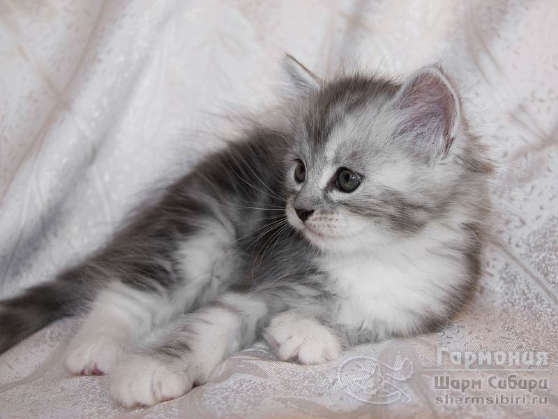 Сибирская кошка Гармония Шарм Сибири