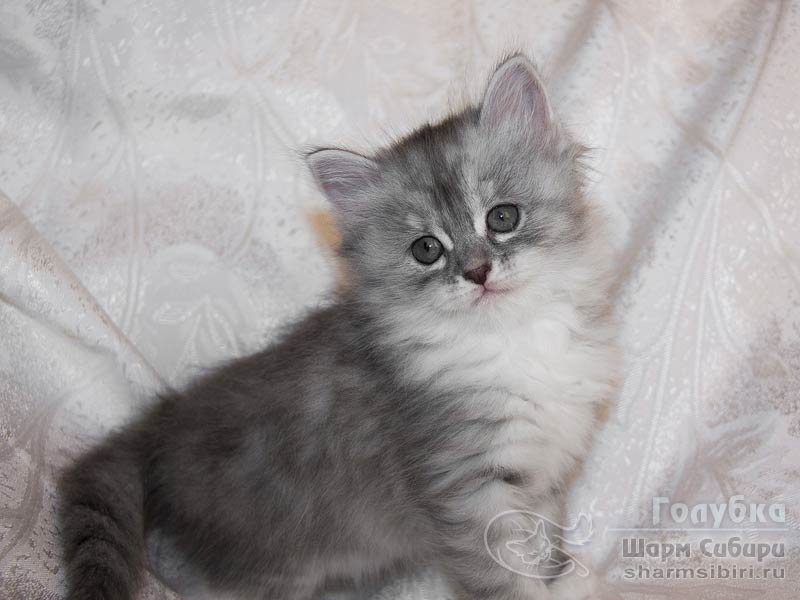 Сибирская кошка Голубка Шарм Сибири