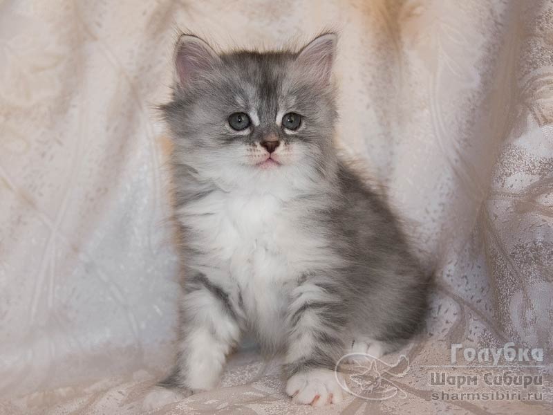 Сибирская кошка Голубка Шарм Сибири