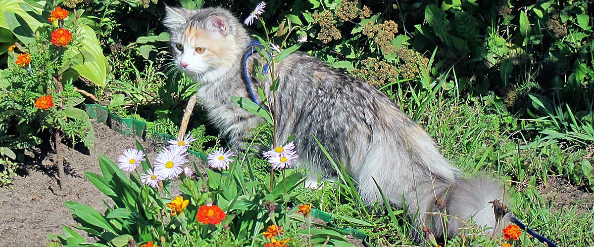 Питомник сибирских кошек Шарм Сибири
