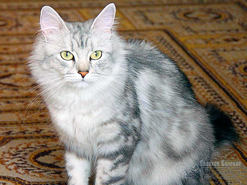 Сибирская кошка Евдокия Баллада
