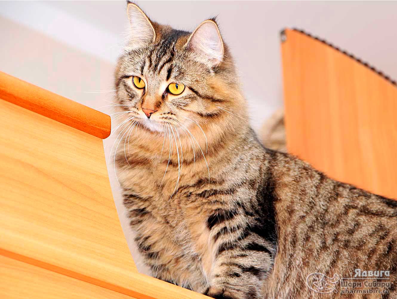 Сибирская кошка Ядвига Шарм Сибири