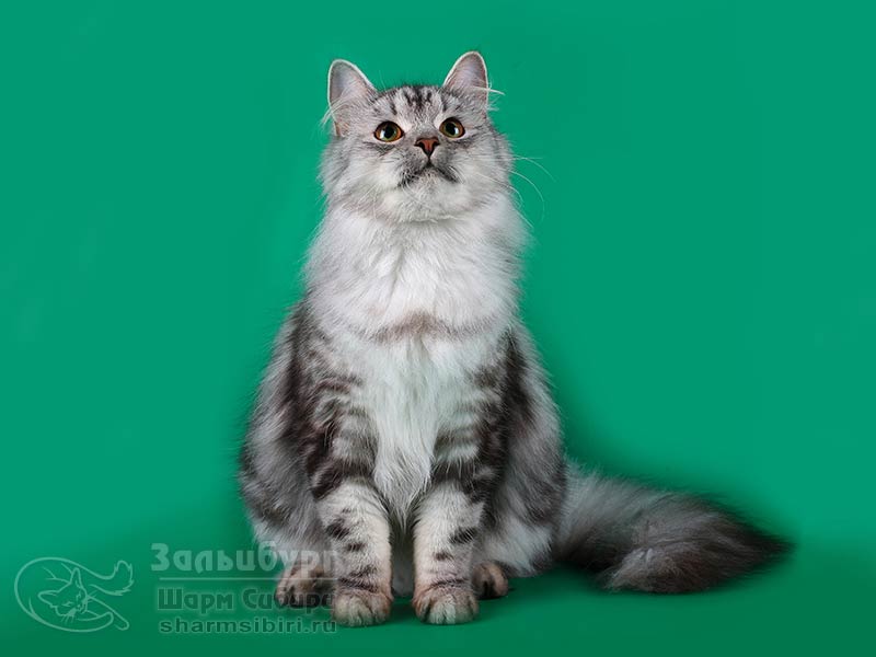 Сибирский кот Зальцбург Шарм Сибири