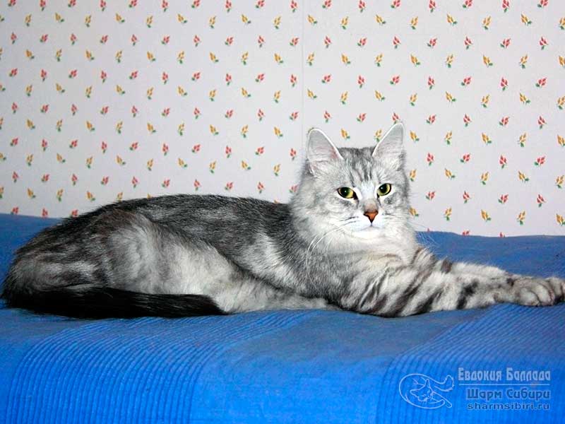 Сибирская кошка Евдокия Баллада