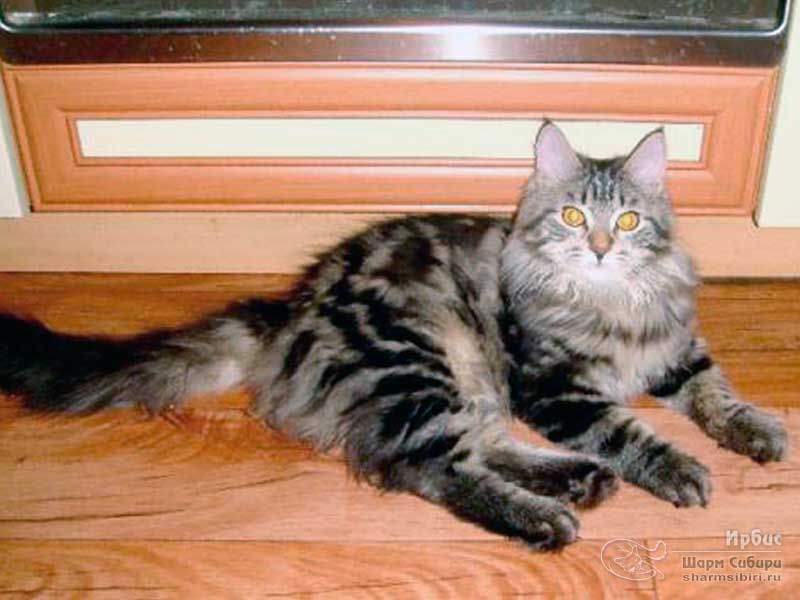 Сибирский кот