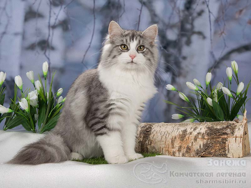 Сибирская кошка Занежа Камчатская Легенда