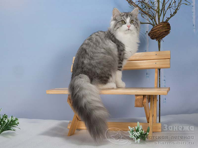 Сибирская кошка Занежа Камчатская Легенда