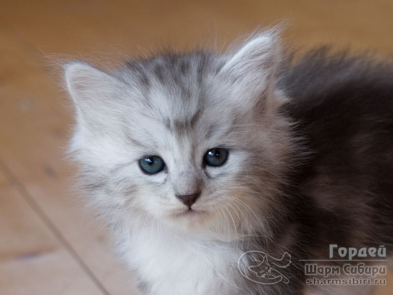 Сибирский кот Гордей Шарм Сибири