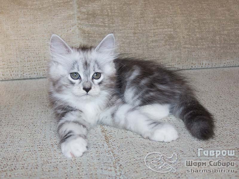 Сибирский кот Гаврош Шарм Сибири