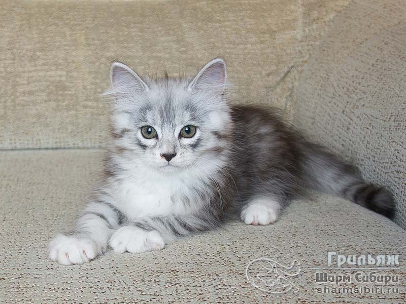 Сибирский кот Грильяж Шарм Сибири