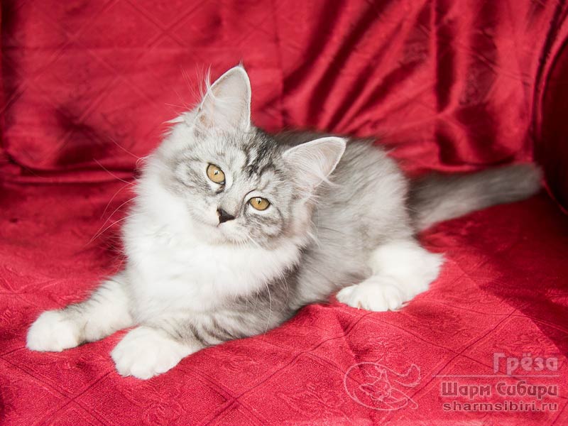 Сибирская кошка Грёза Шарм Сибири