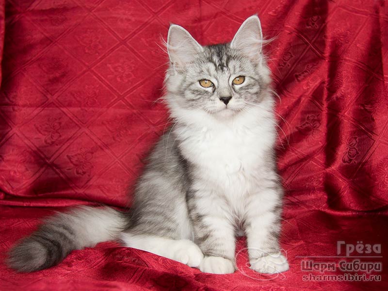 Сибирская кошка Грёза Шарм Сибири